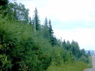 tree-brushing