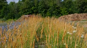 Available Land
